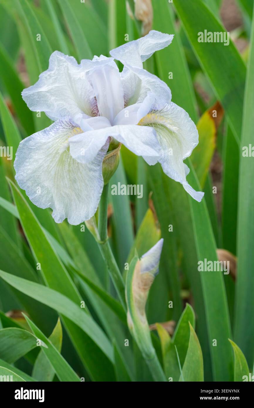 Iris English Cottage, hohe bärtige Iris English Cottage, große, duftende, weiße Blüten mit violetten Adern auf den unteren Blütenblättern, blassgelbes bea Stockfoto