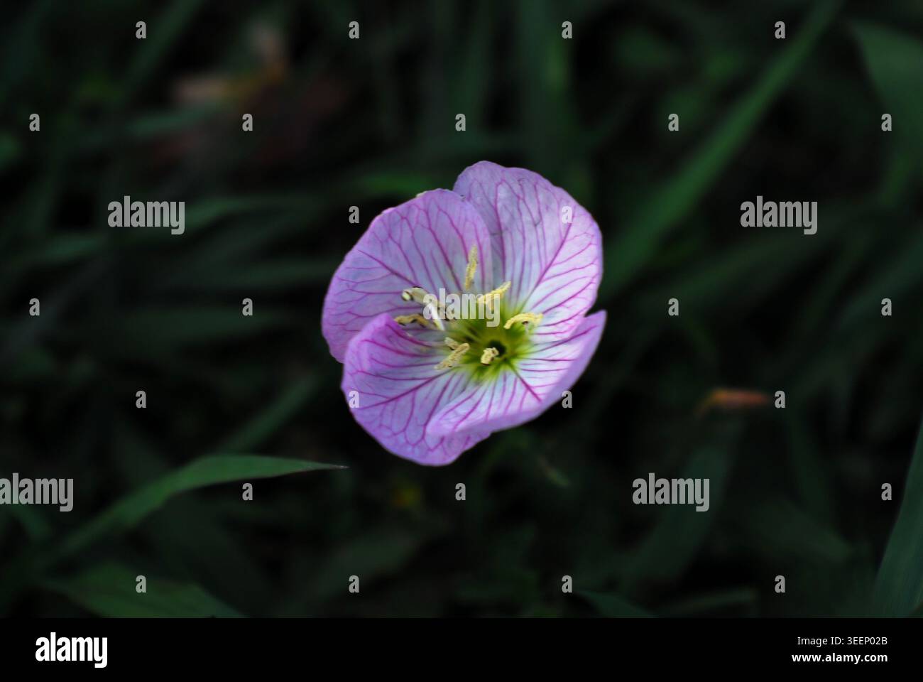 Eine einzelne zarte rosafarbene Nachtkerzenblume mit ihren blassrosa Blüten und der hellgelben Mitte, die vor einem dunkelgrünen Hintergrund gefangen ist. Stockfoto