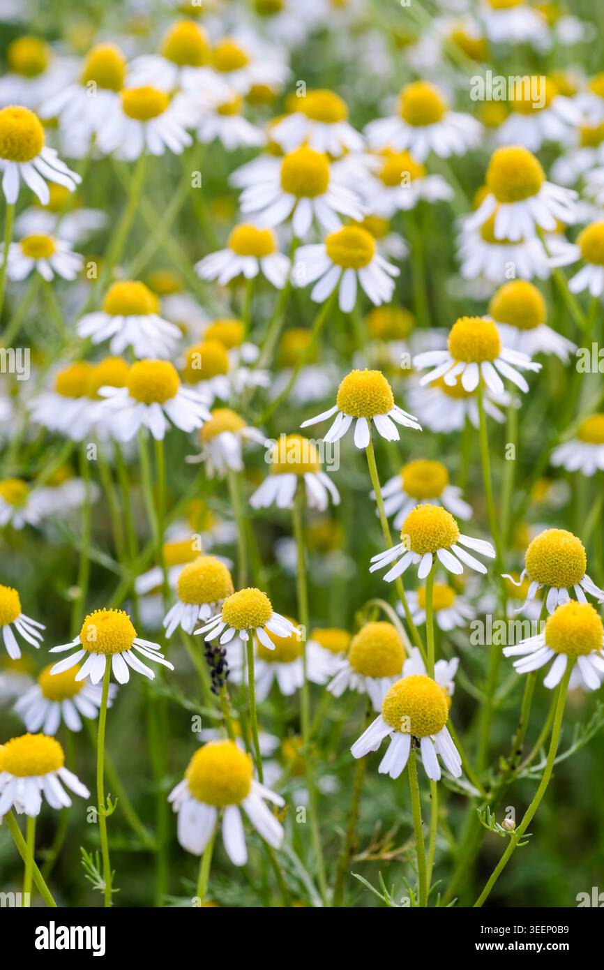 Matricaria Recutita. Deutsche Kamille, fein geteilte Blätter, gelb zentrierte, weiße Gänseblümchen-ähnliche Blüten Stockfoto