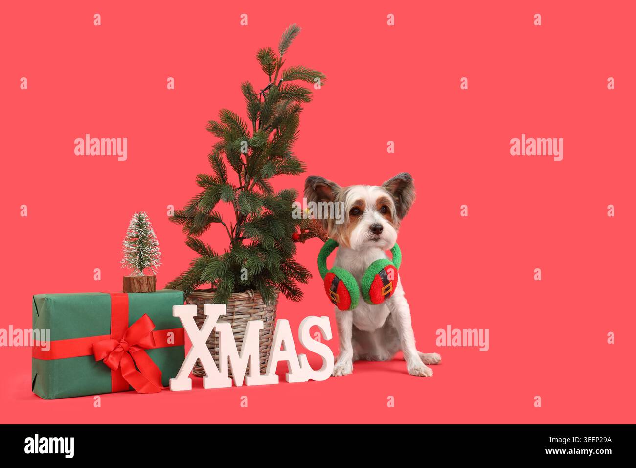 Niedlicher Biewer Terrier Hund mit Weihnachtsbaum, Geschenk und Dekor auf rotem Hintergrund Stockfoto