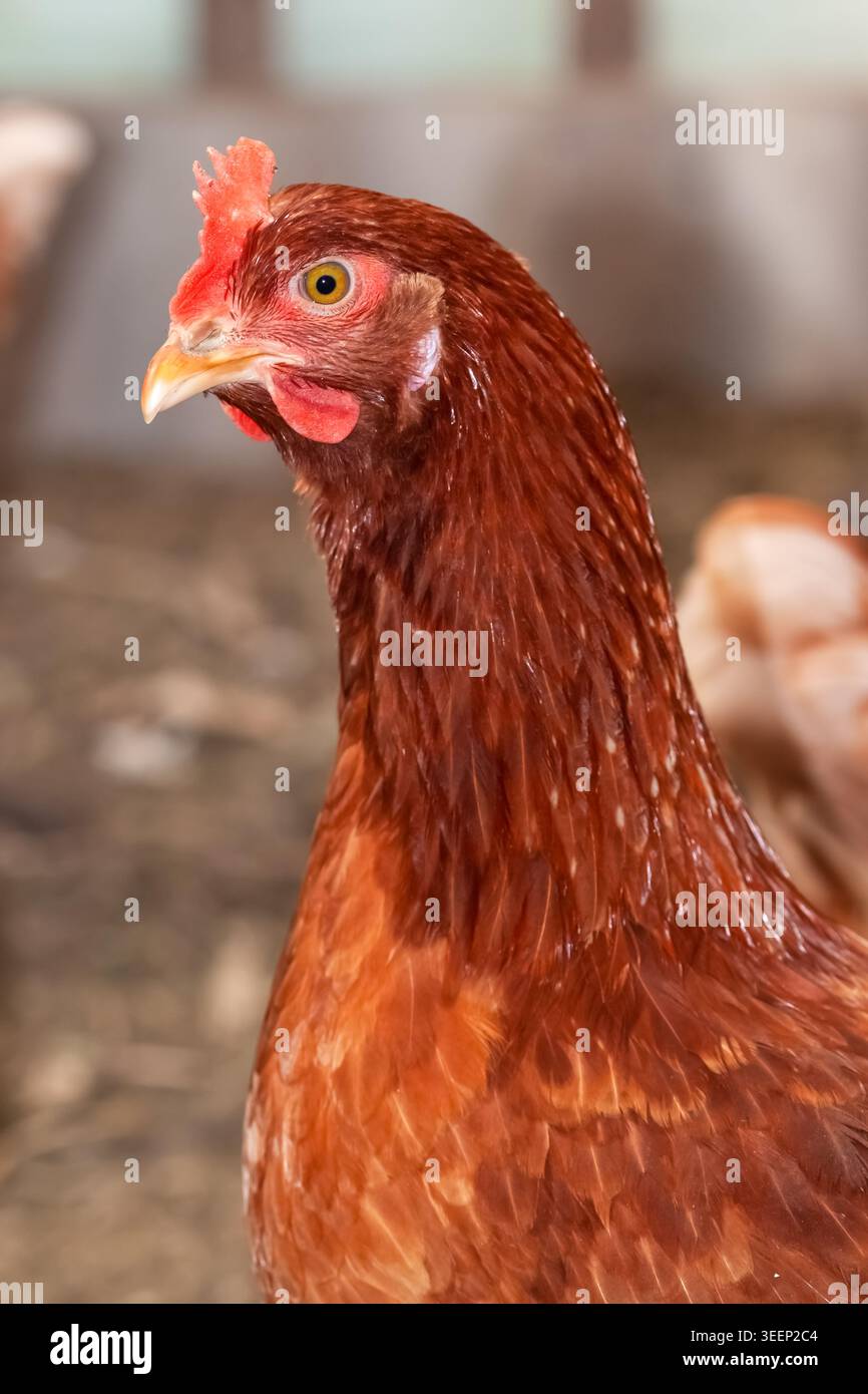 Braunes Huhn bleibt in der Nähe des Bauernhofes Makros Stockfoto