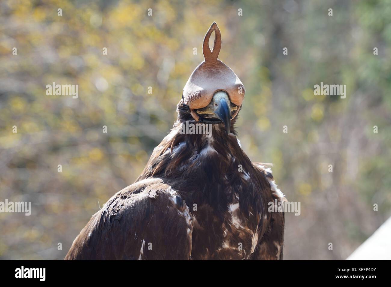 Traditioneller Goldadler mit Lederfalkernhaube in Kasachstan Stockfoto