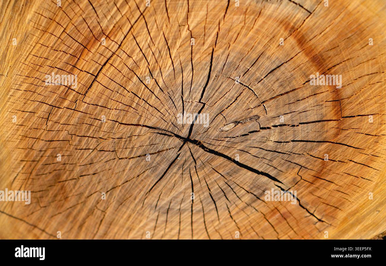 Nahaufnahme der Holzstruktur des Rissbaums Stockfoto
