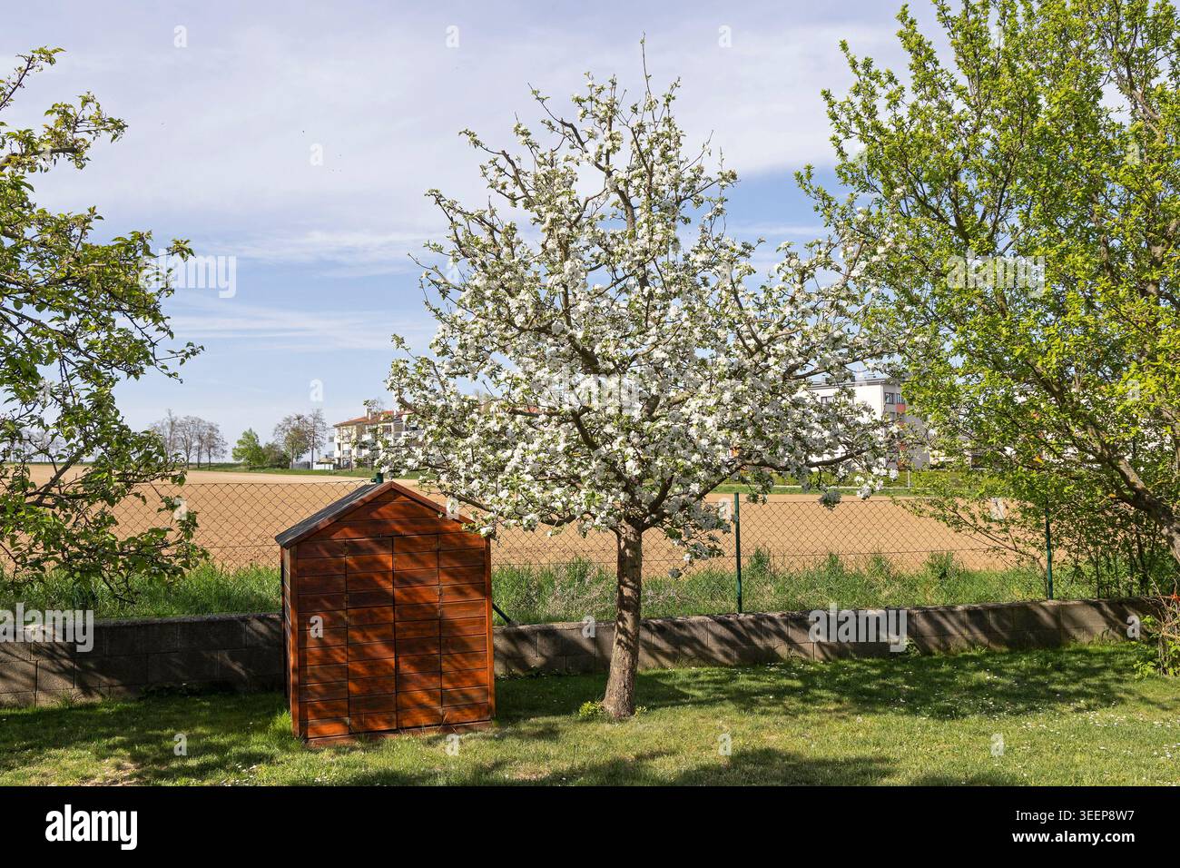 Hausgarten, blühender Apfelbaum // Hausgarten, blühender Apfelbaum Stockfoto