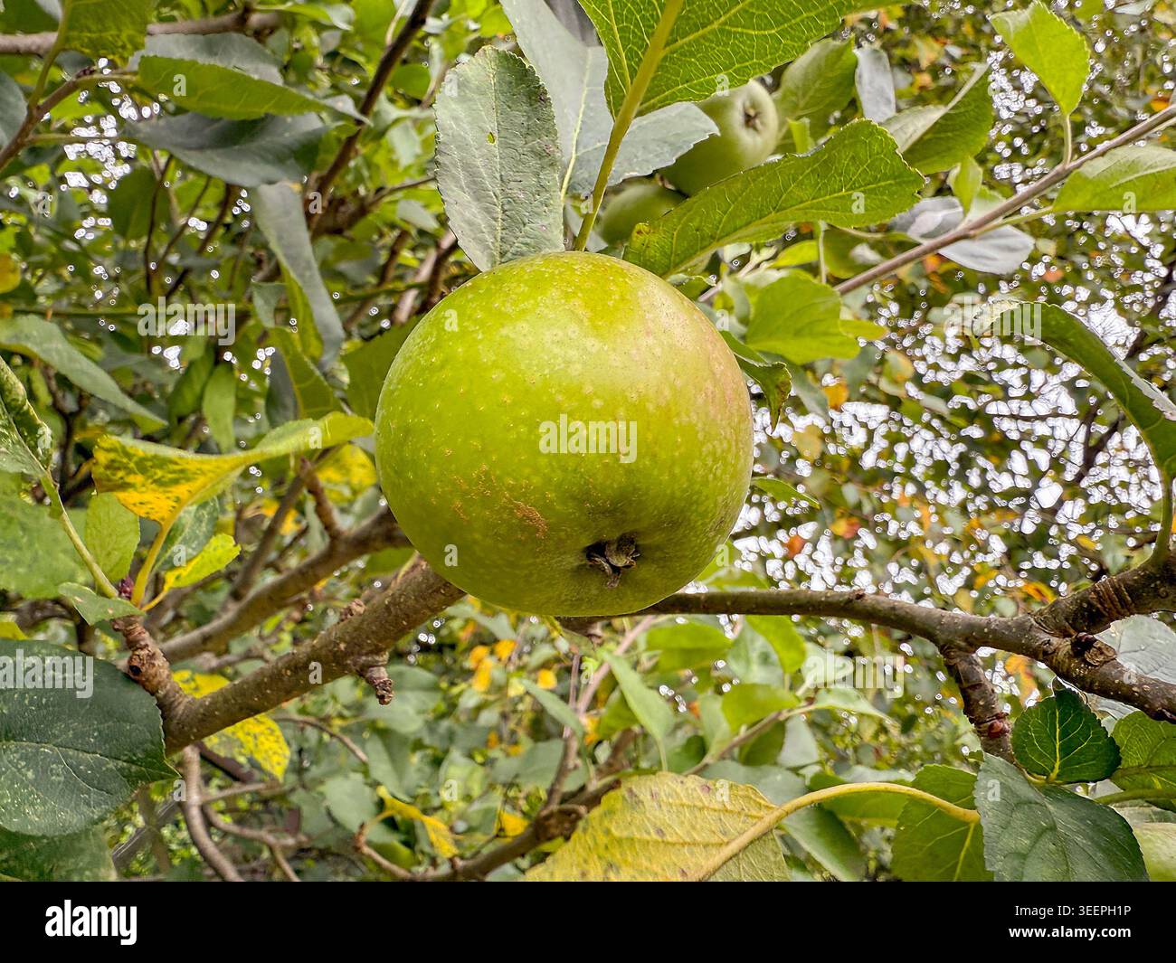 Nahaufnahme eines Reifen grünen Apfels auf einem Baum im Garten eines Hauses. Keine Personen. Stockfoto