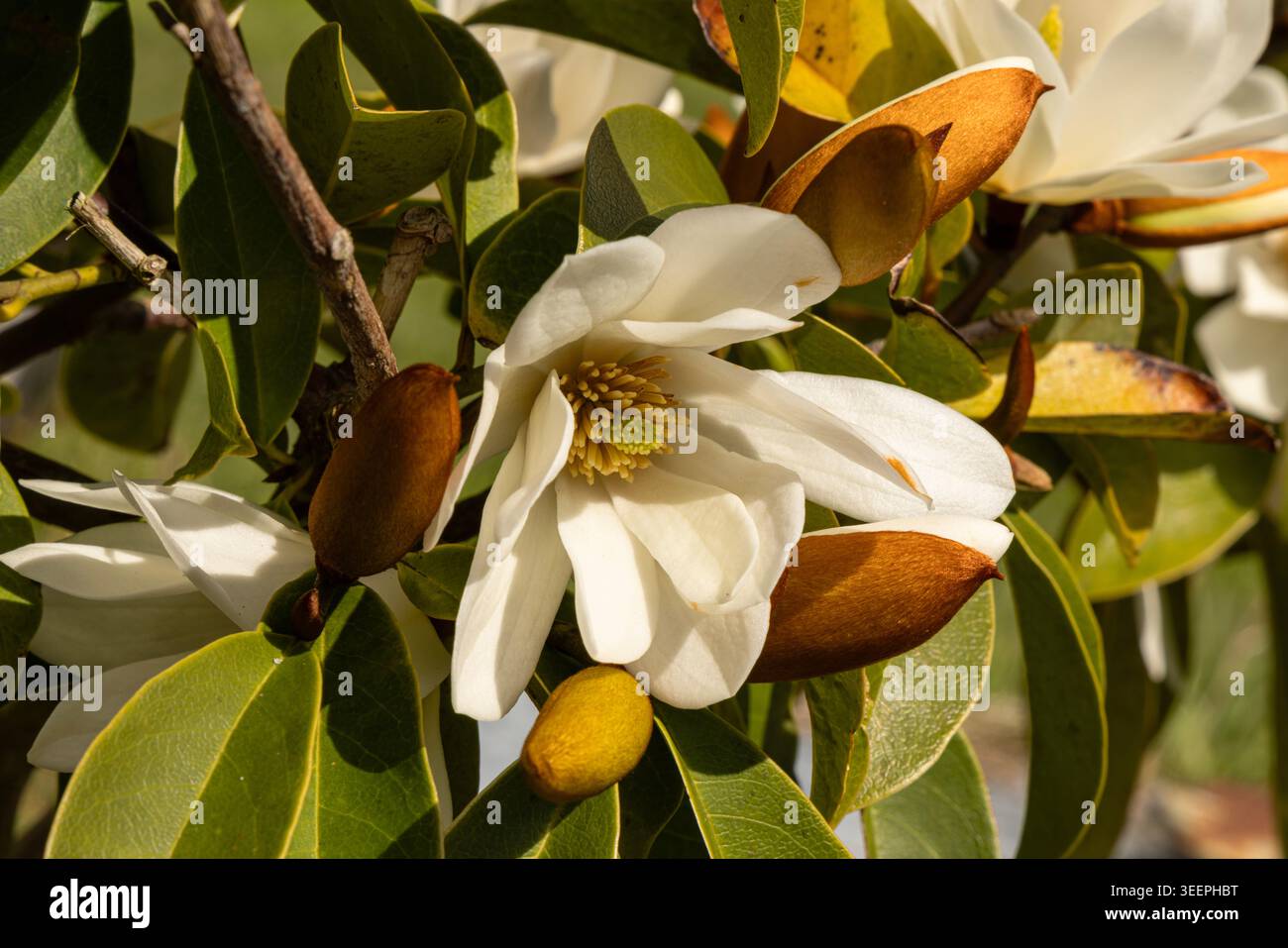 Wunderschönes Magnolia in Bloom im Frühling, Dunfermline, Schottland Stockfoto