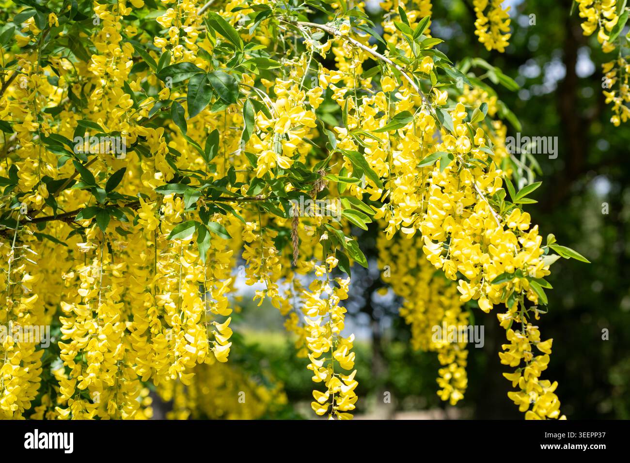 Gelbe Blüten des Common Laburnum oder Golden Chain (Laburnum anagyroides) in voller Blüte in England Anfang Mai. Stockfoto