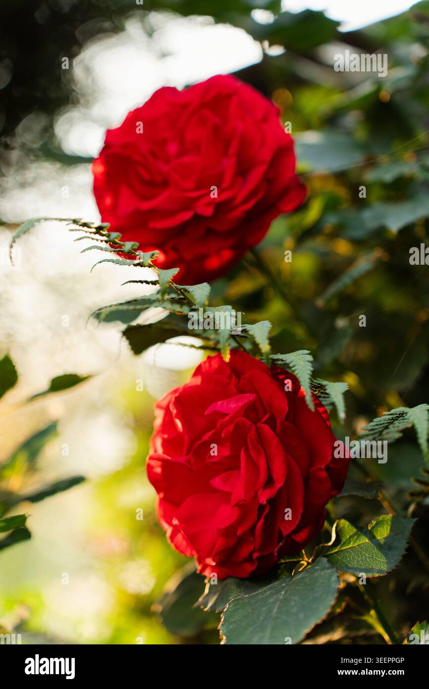 Zwei leuchtende rote Rosen wachsen auf einem Busch in einem Garten in Raghupur Fort, Sojha, Manali, Himachal Pradesh, Indien. Stockfoto