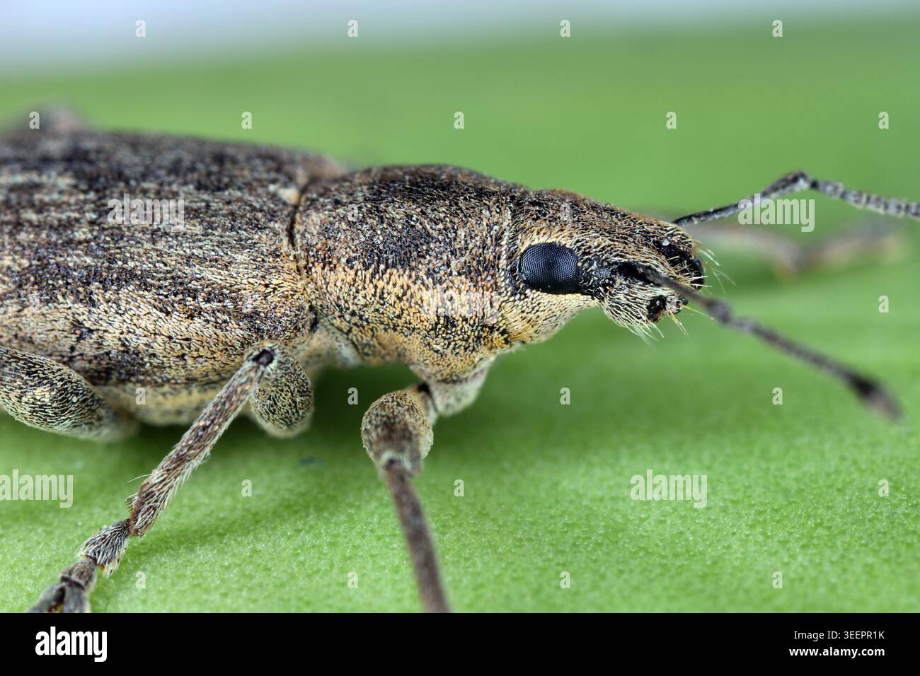 Rübenblattkäfer, Tanymecus palliatus. Arten der Breitnasenkäfer der Familie Curculionidae. Ein Schädling von Zuckerrüben und anderen Kulturen. Stockfoto