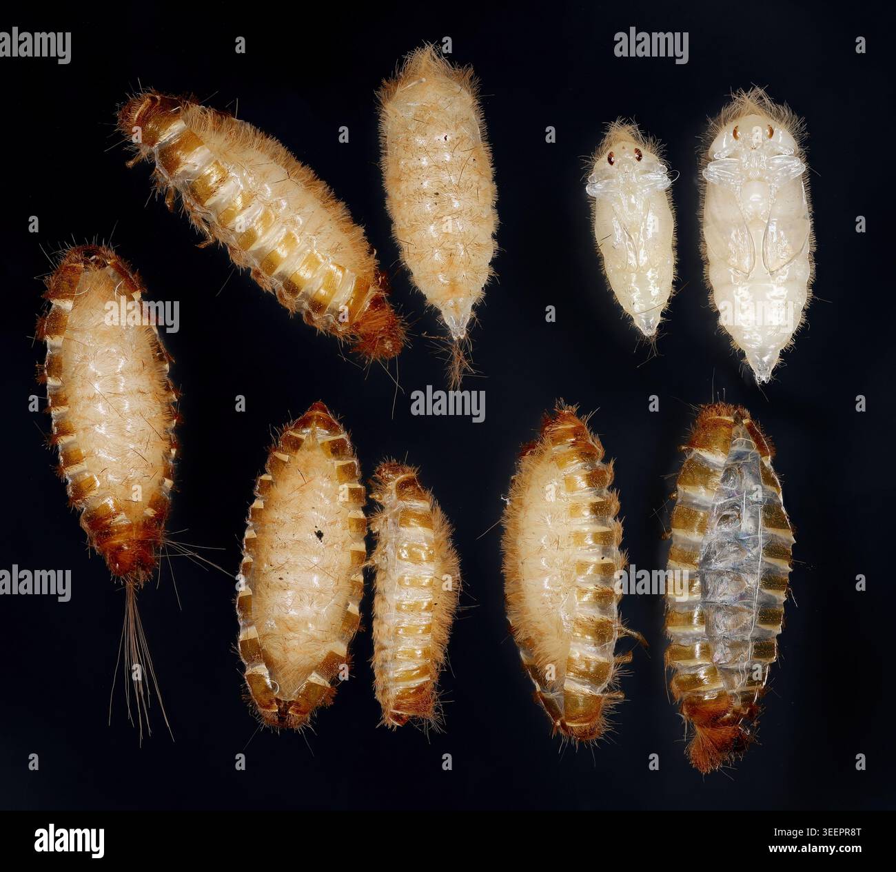 Puppen von Käfern aus der Familie Hautkäfer, Dermestidae, Gattung Trogoderma. Die Puppen befinden sich in den Exsuviae des letzten Larvenstadiums. Zwei haben eine Biene Stockfoto