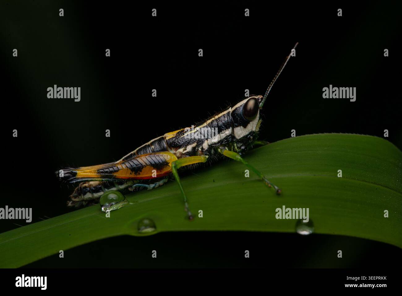 Einzelner kurzgehörnter Grasshopper aus der Familie Acrididae, der auf einem Grasblatt ruht, Detailmakro, das nachts in situ aufgenommen wurde, sein farbenfroher Körper besteht aus Stockfoto