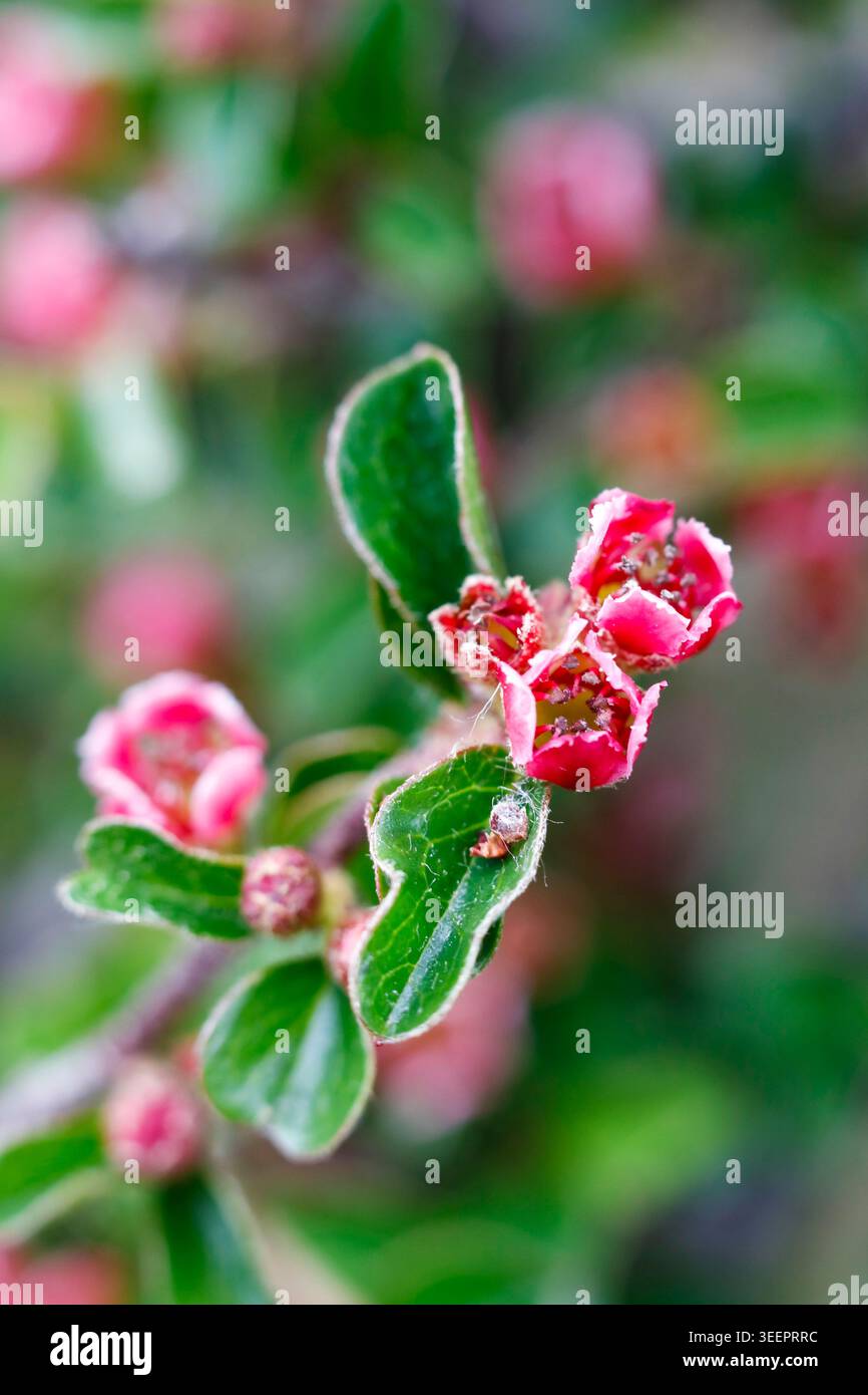 Nahaufnahme von rosa Blüten und glänzenden grünen Blättern eines Kranbeerkotoneasters (Cotoneaster apiculatus) im Frühling Stockfoto