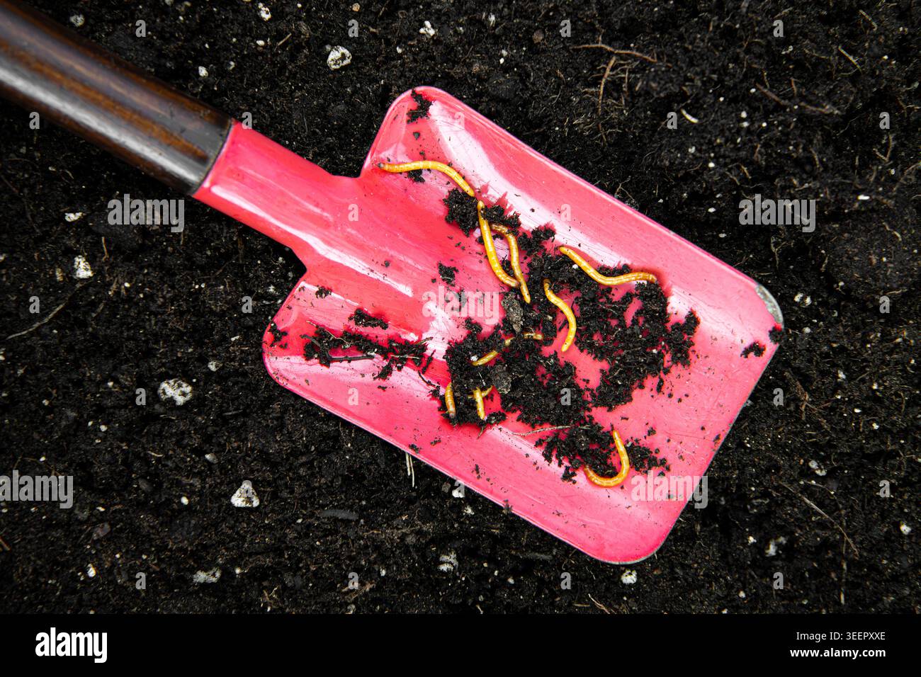 Orangefarbene Drahtwürmer sind die Larven von Klickkäfern. Sie leben in heimischen Gartenbeeten und beschädigen die Ernten durch den Verzehr von Wurzeln, Samen und Stämmen. Stockfoto