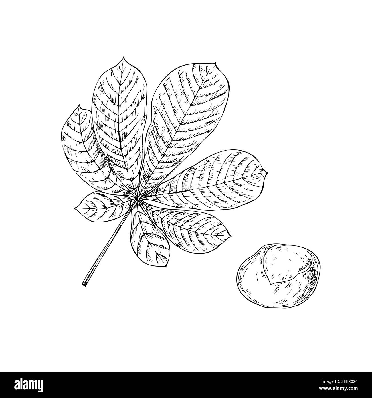 Vektor Kastanienfrucht und Blatt, grafische Hand gezeichnete isolierte Illustration. Botanische handgezeichnete Illustration isoliert auf Hintergrund. Ideal für die Saison Stock Vektor