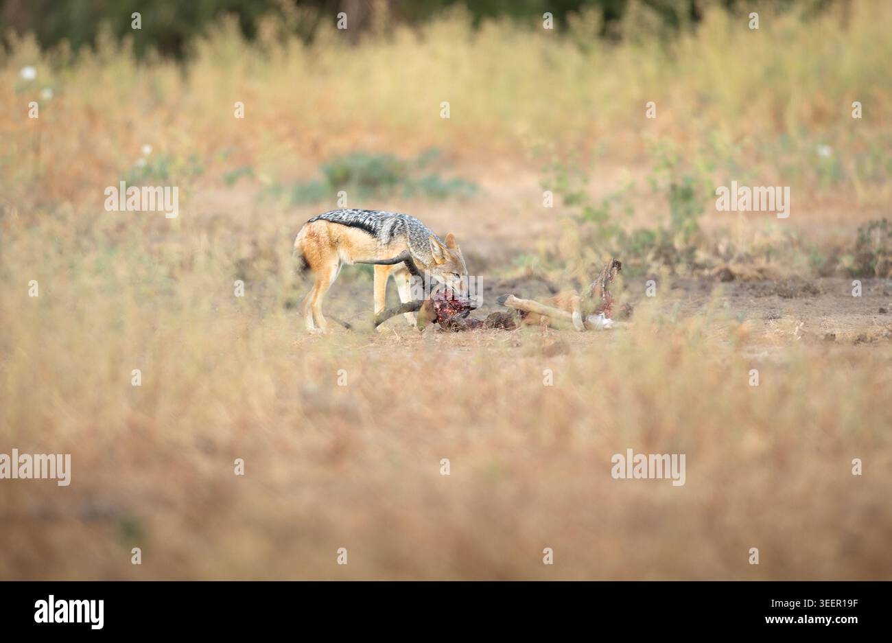 Schakal mit schwarzem Rücken, der Tierschädel in Bush plündert Stockfoto