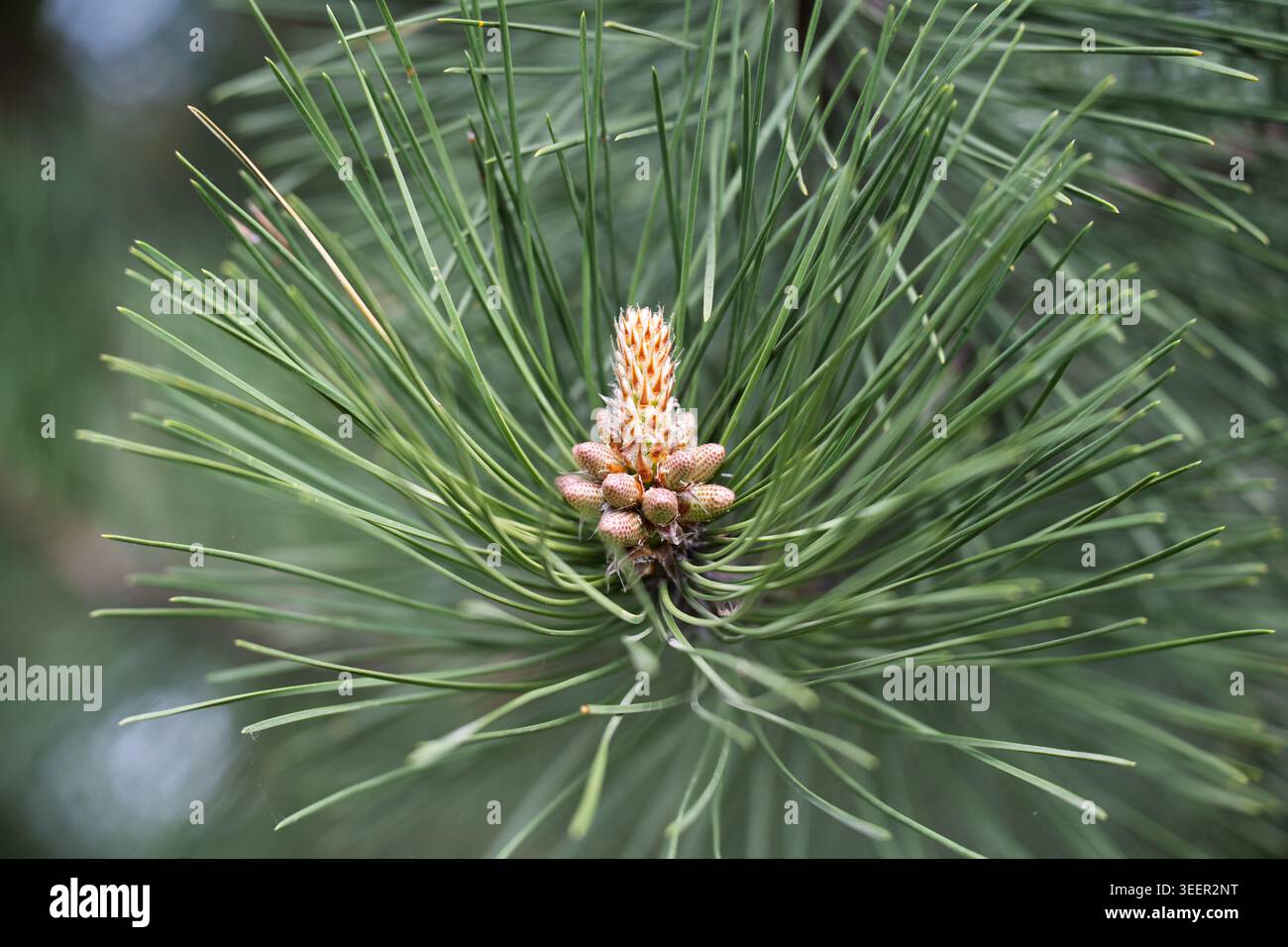 Detaillierte Ansicht von Pollenzapfen und frischem Wachstum in einem Frühlingswald. Nahaufnahme einer Kiefernästspitze mit jungen Trieben und Nadeln in selektiver Form Stockfoto