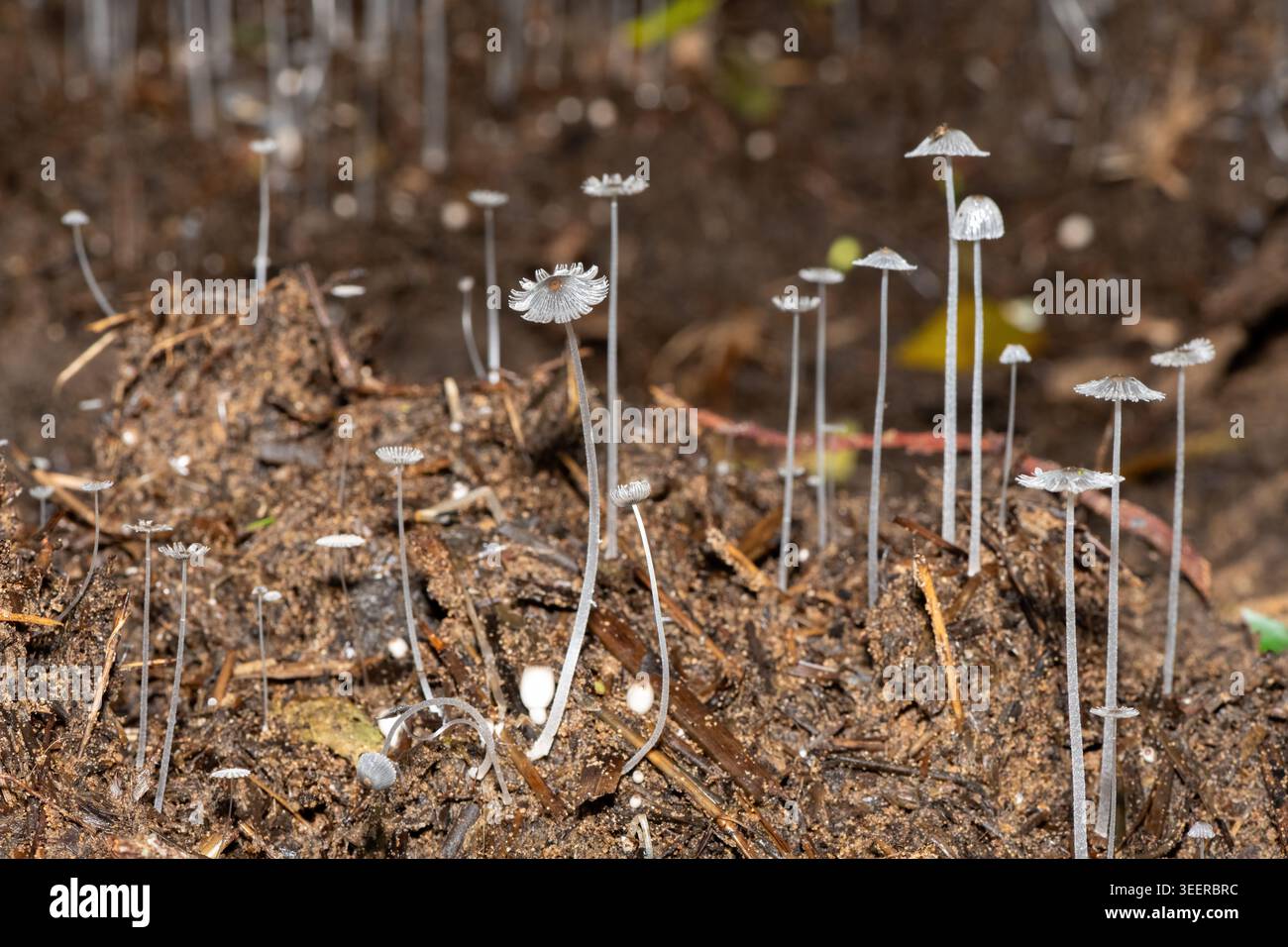 Delicate Coprinopsis sp., eine Gattung von Tintenpatronen, die auf dem Küstenwald in St. Lucia, Südafrika, wächst Stockfoto