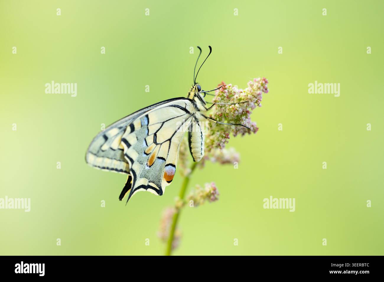 Schwalbenschwanz-Schmetterling der alten Welt, der sich an kleinen rosa Wildblumen mit weichem grünem Hintergrund ernährt Stockfoto
