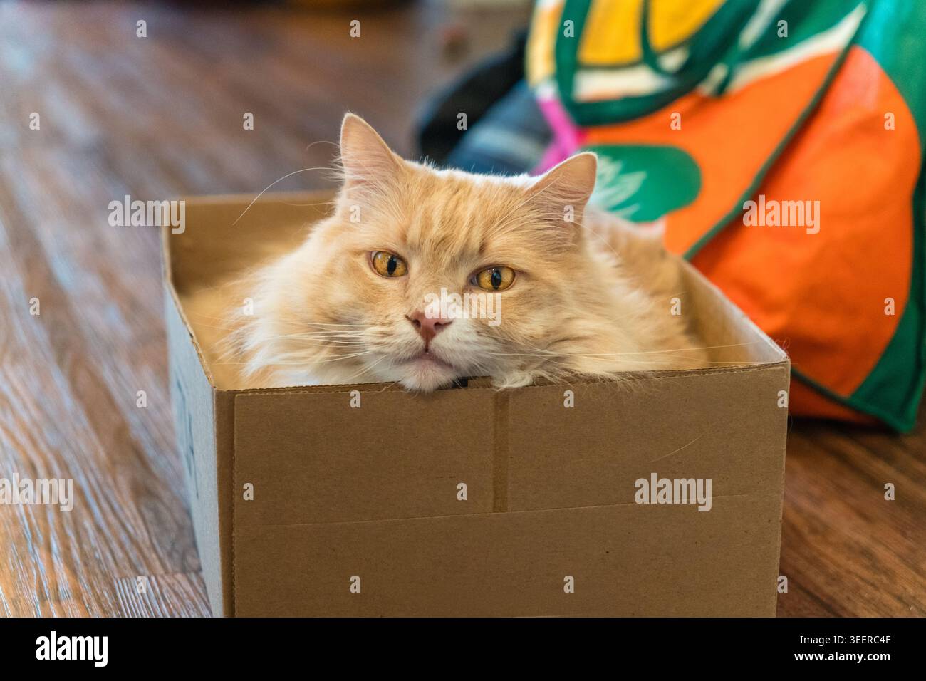 Flauschige gelbe Katze, die in einem Karton sitzt und in die Kamera schaut. Stockfoto