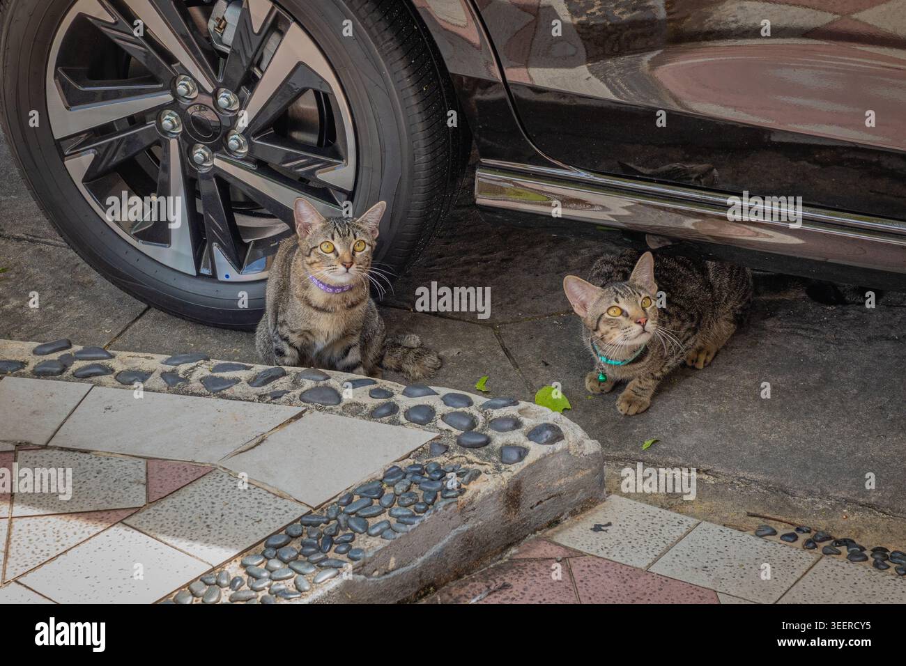 Zwei junge graugestreifte Katzen sitzen unter dem Auto und schauen in die Kamera. Stockfoto