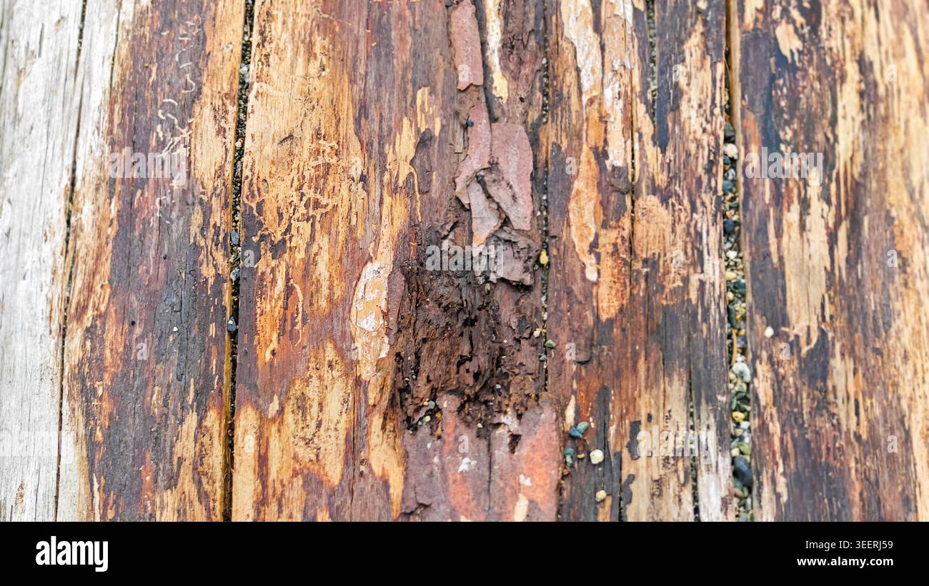 Detaillierte Nahaufnahme zeigt verwitterte Holzdielen. Kleine bunte Steine zwischen den Dielen. Erfasst Textur, Distress und veraltete Details Stockfoto