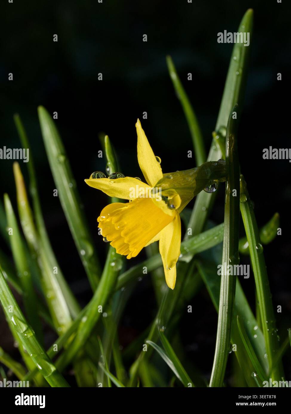 Wilde Narzissen oder Fastenlilie (Narcissus pseudonarcissus), Nahaufnahme der Blüte mit dunklem Hintergrund. Stockfoto