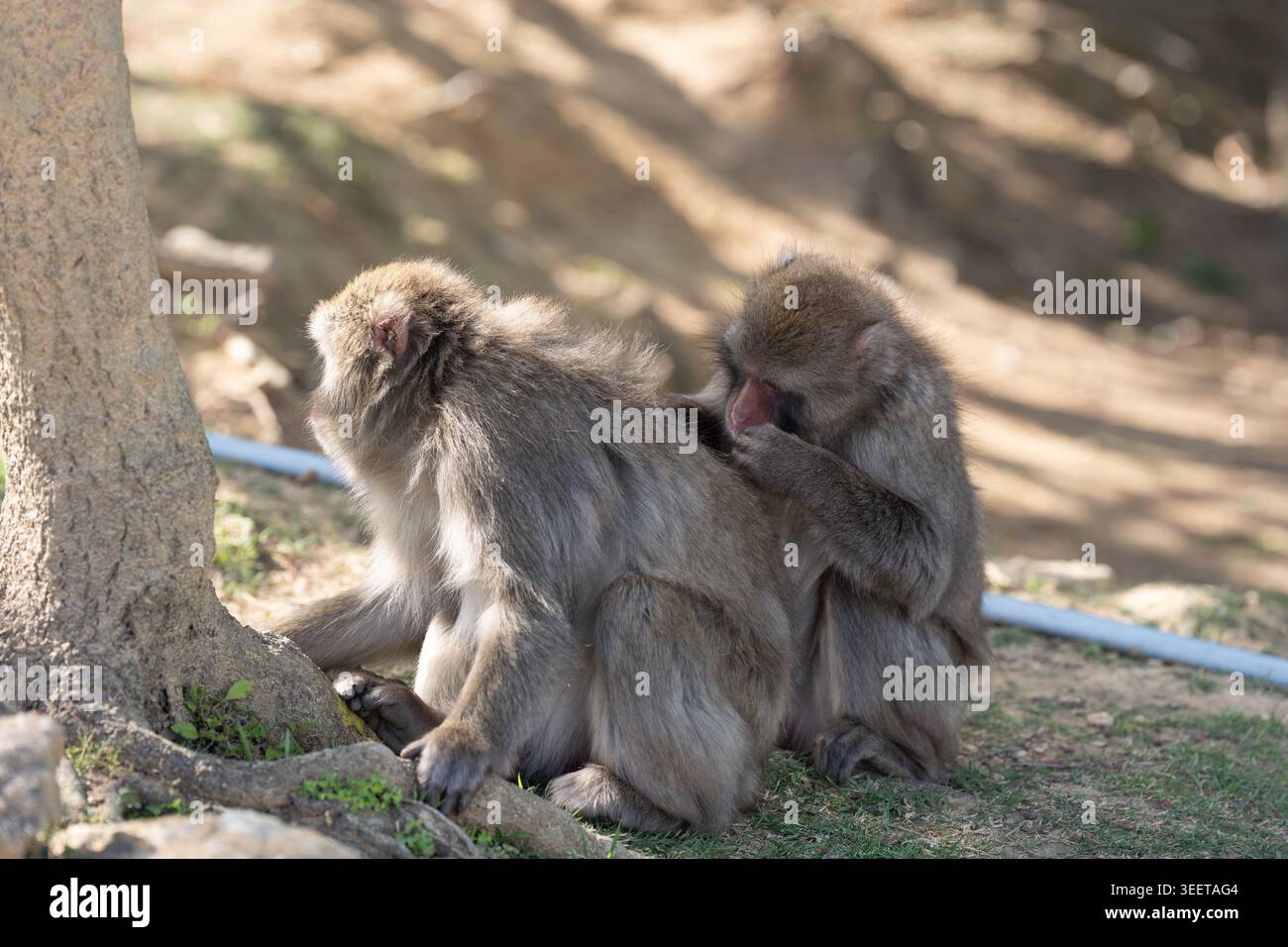 Zwei Affen im Iwatayama Monkey Park Kyoto Japan Stockfoto