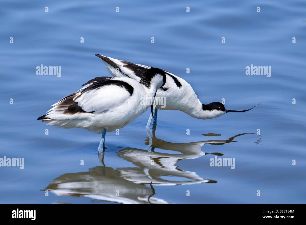 rattenvogel (Recurvirostra avosetta) zeigen das Paarungsritual, indem männliche Pättchen in Wasser tauchen, während sich die Weibchen im Teich nach vorne lehnen Stockfoto