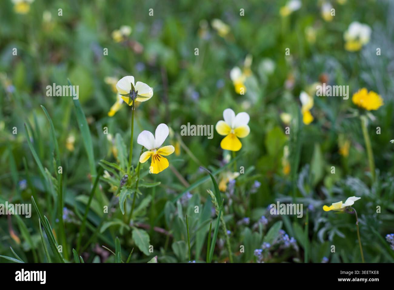 Winzige gelbe Wildveilchen auf einer Frühlingswiese. Detail einer natürlichen Landschaft mit Wildblumen inmitten wilder Vegetation. Frischer botanischer Hintergrund. Stockfoto