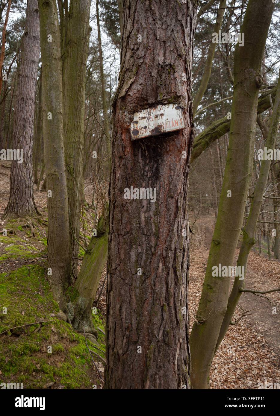 In Baumstamm eingebettetes Zeichen Stockfoto