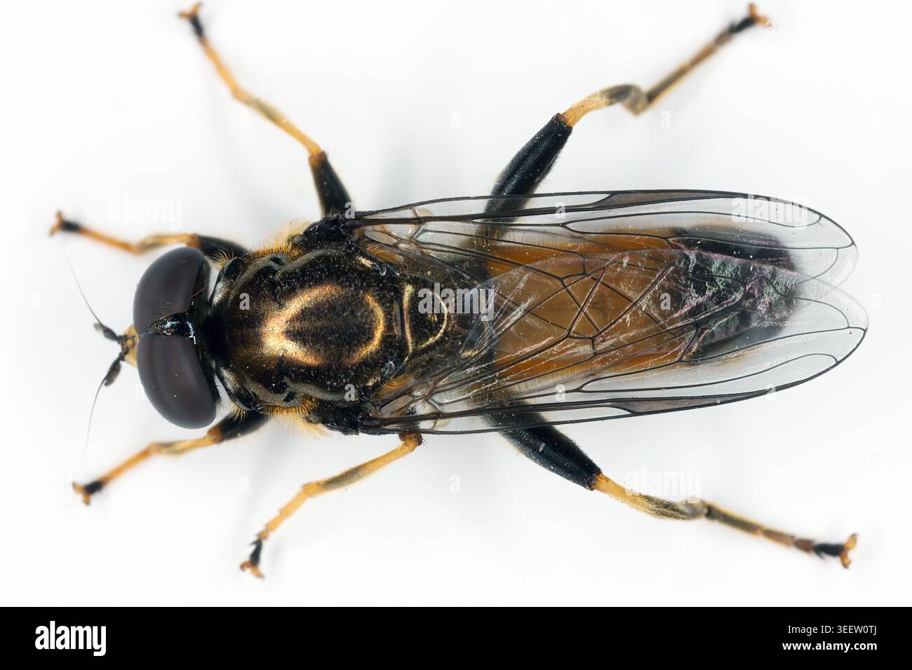 Xylota segnis, die braune Waldfliege, ist eine häufige Art der hoverfly. Stockfoto