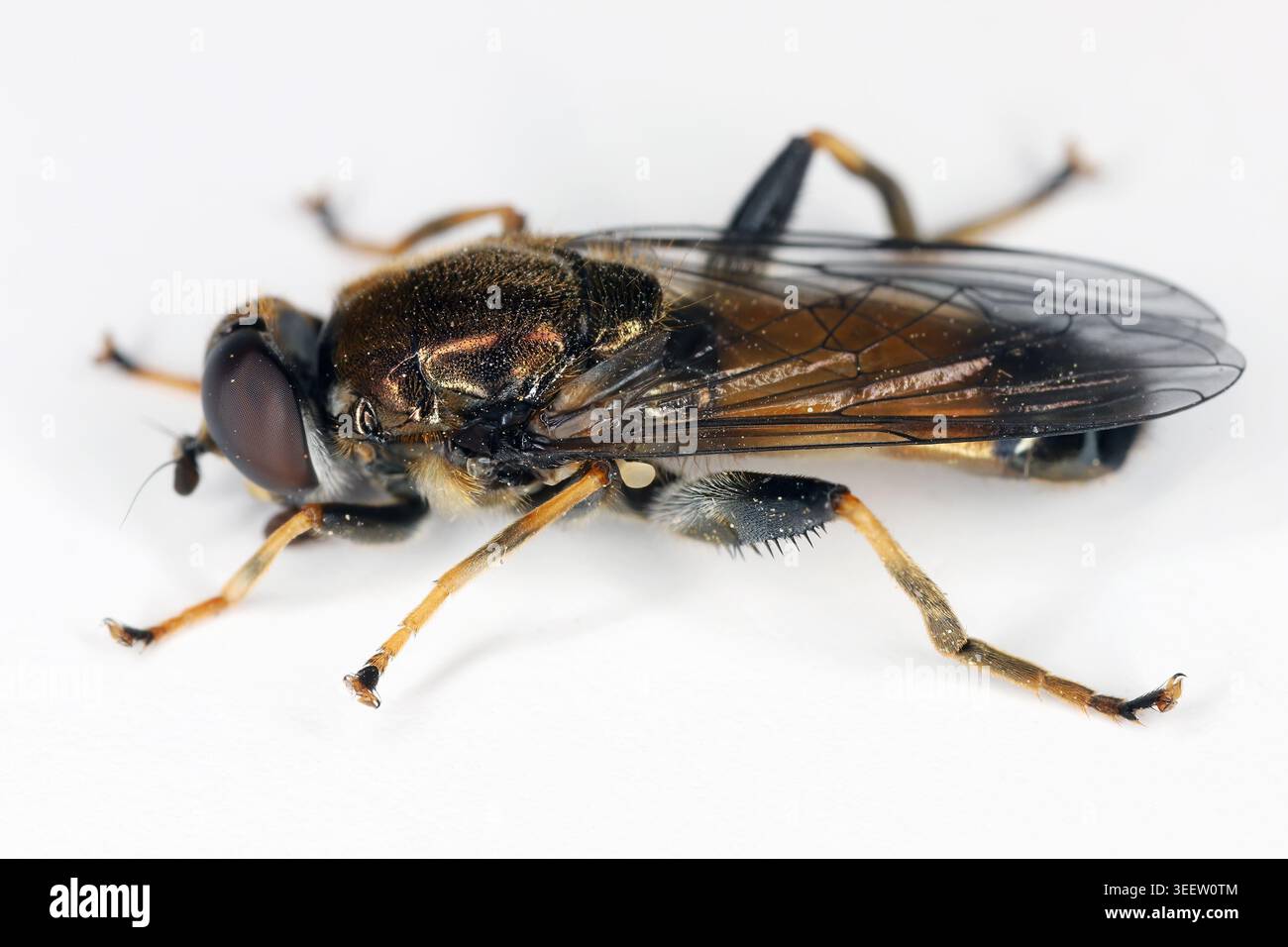 Xylota segnis, die braune Waldfliege, ist eine häufige Art der hoverfly. Stockfoto