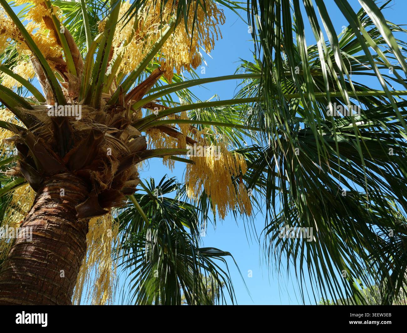 Fächerpalme mit hängenden gelben Blumenhaufen von unten gesehen, dichte Blütenstände im Sonnenlicht vor blauem Himmel im mediterranen Umfeld Copyspace Stockfoto