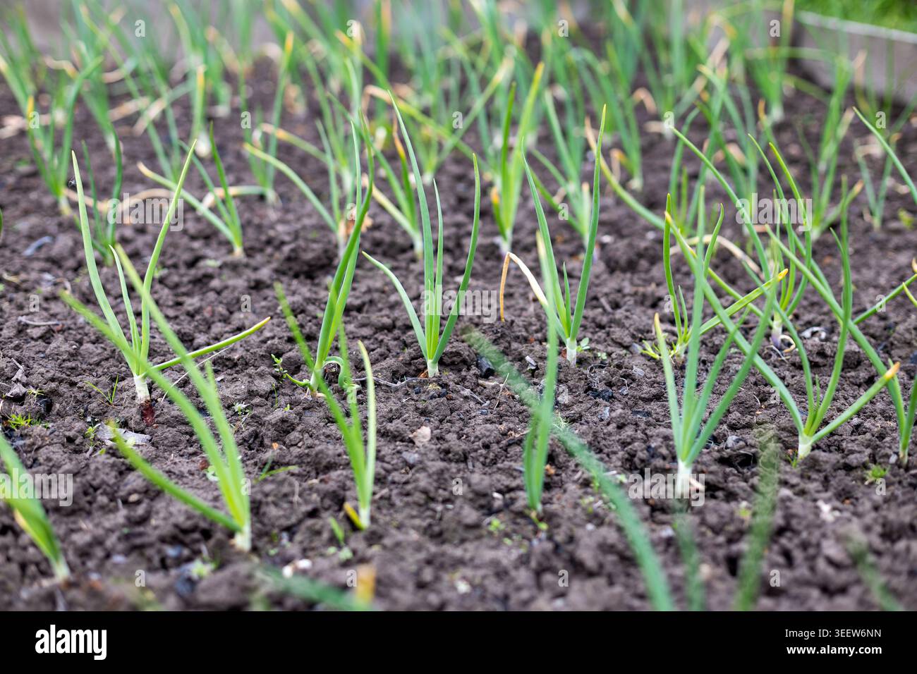 Junge Zwiebelsprossen wachsen im Gartenbett. Reihen junger Zwiebelsprossen sprießen aus dunklem Gartenboden und zeigen frühes Gemüsewachstum in einem heimischen Garten. Stockfoto