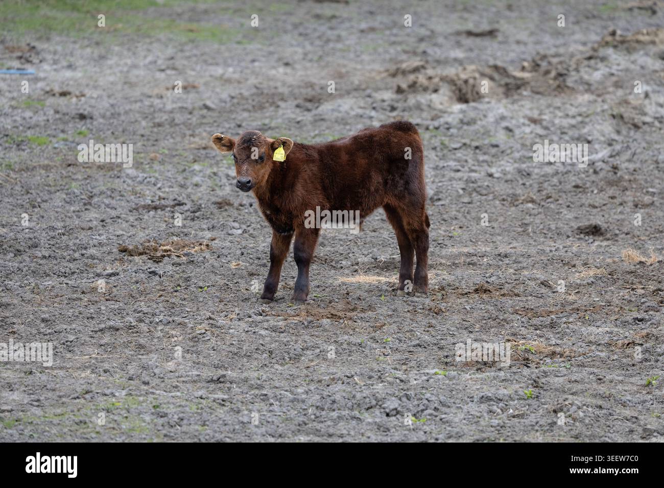Ein einzelnes männliches Kalb, das von seiner Mutter auf der Machair in Balranald, North Uist, Äußeren Hebriden abgewichen ist. Stockfoto