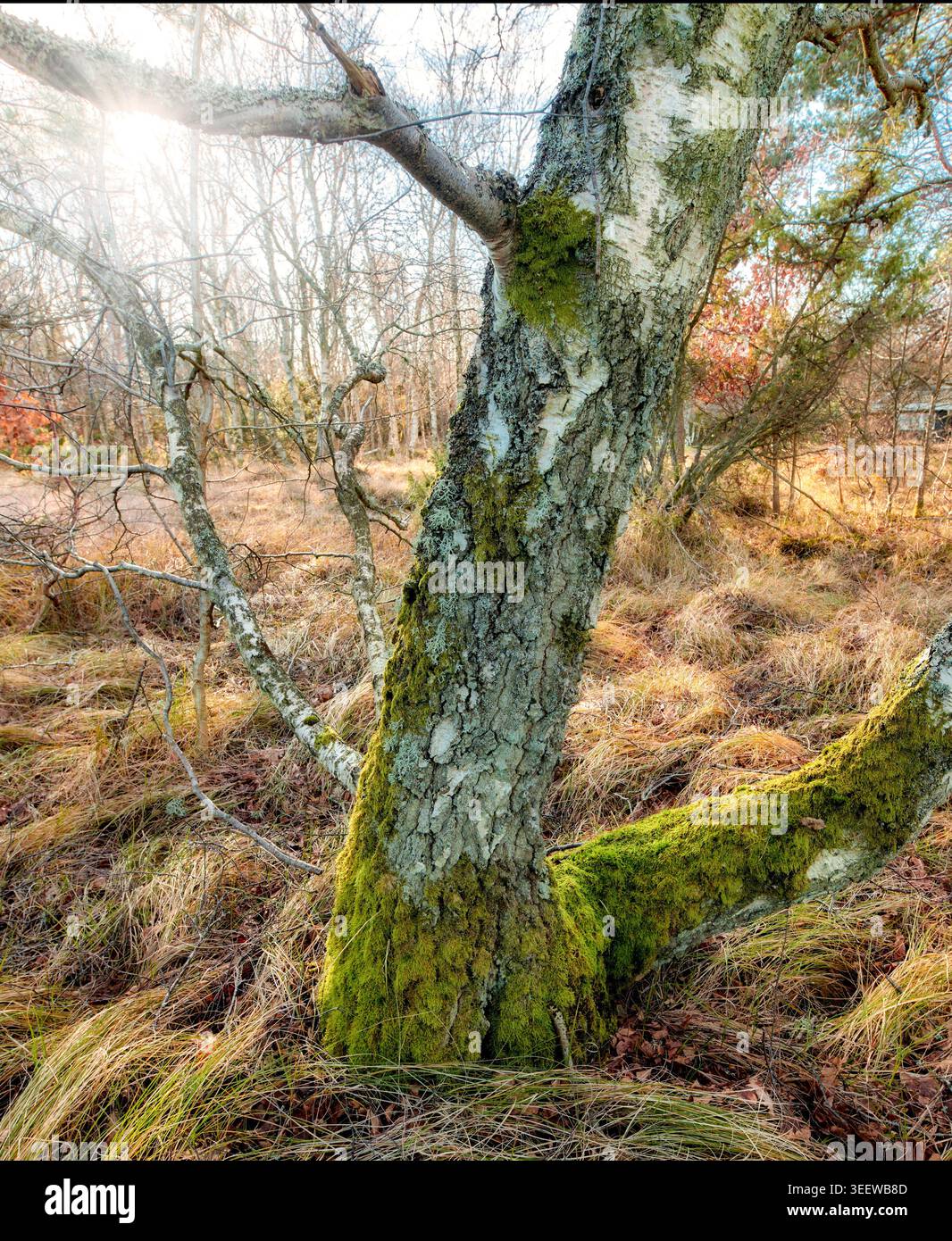 Sonnenschein, Baumstamm und grünes Moos im Wald für Waldhabitat, Ökosystem oder Ökologie. Pflanzen, Wälder und Flechten auf Rinde in Natur Stockfoto