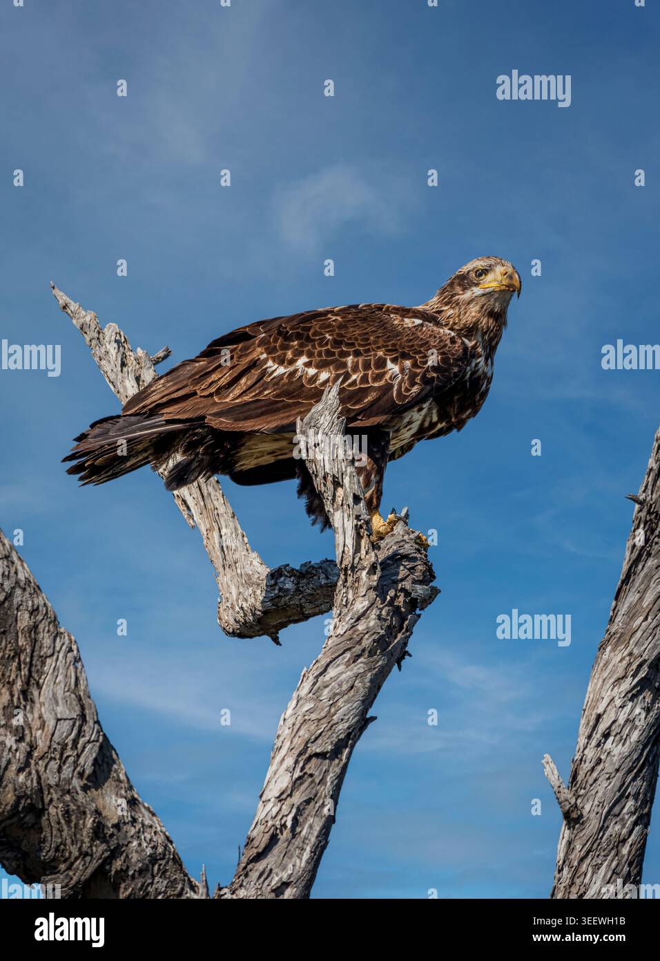Junger Weißkopfseeadler, der auf verwittertem Baumzweig vor klarem blauem Himmel thront, ein starkes Raubtier-Porträt. Stockfoto