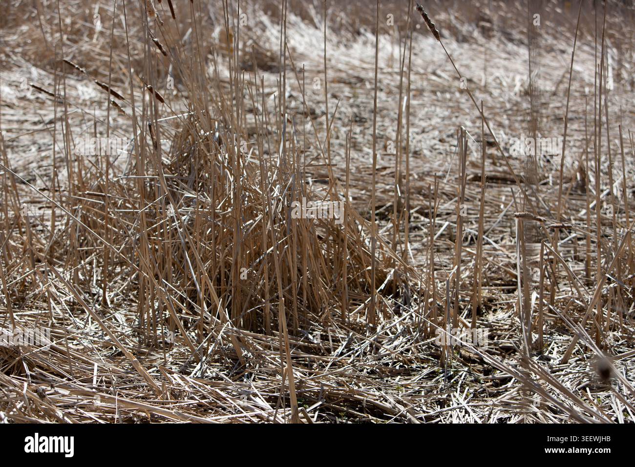 Getrocknete Sumpfgräser und Feuchtlandvegetation im frühen Frühjahr Stockfoto