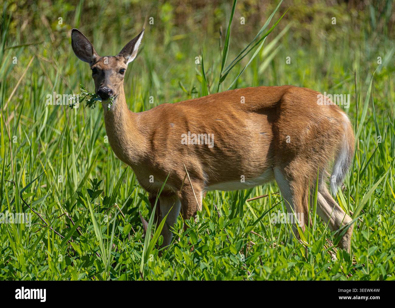 Hirsche auf einem Feld essen in Grasonville, Maryland, USA Stockfoto