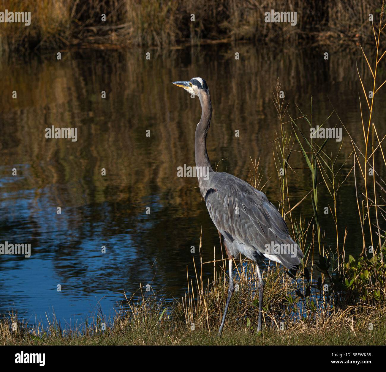 Angeln von Blaureiher in Maryland, USA, in der Nähe der Chesapeake Bay Stockfoto