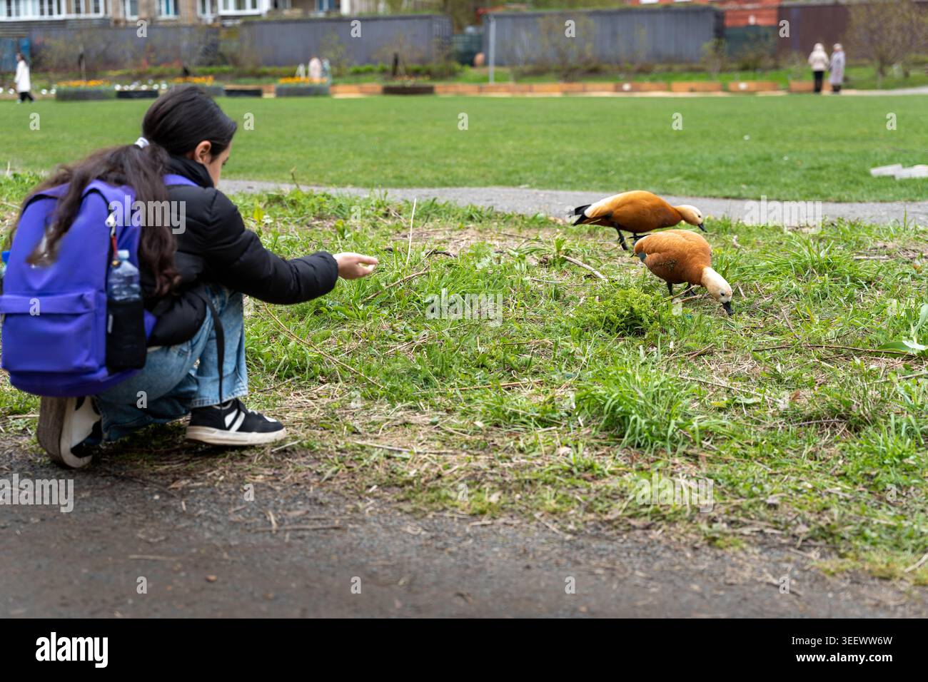 Person Hockt Enten In Park, Schüler Trägt Blauen Rucksack, Der Zwei Enten In Der Nähe Von Puddle Auf Feuchtem Gras Brot Bietet, Lässige Jacke, Bedeckt Stockfoto
