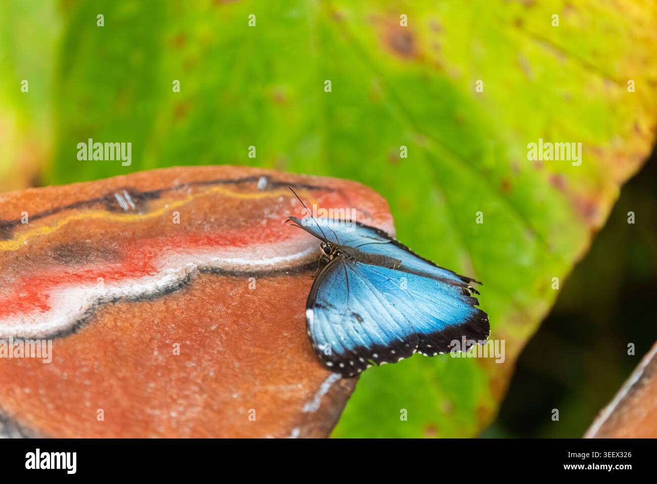 Blauer schillernder Schmetterling, der mit gefalteten Flügeln auf einer künstlichen Struktur ruht Stockfoto