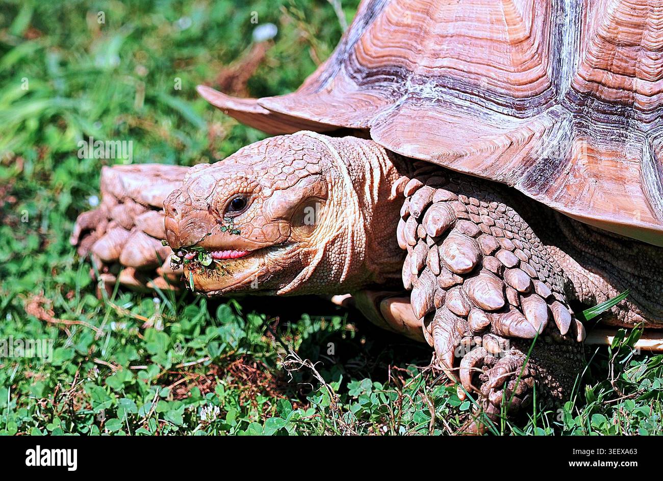Eine riesige Aldabra-Schildkröte (*Aldabrachelys gigantea*), die auf Gras weidet. Stockfoto