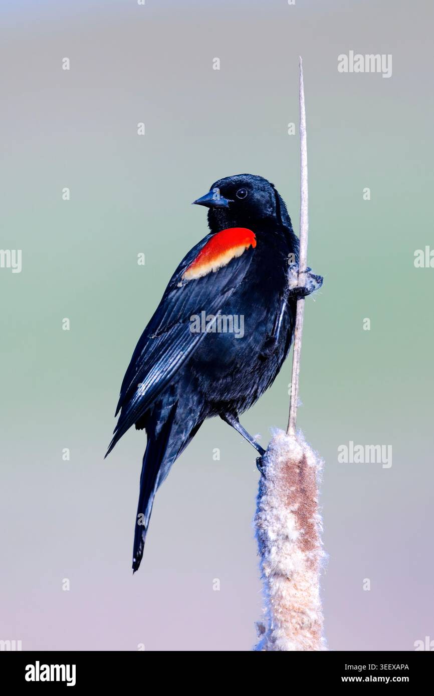 Eine kleine rotgeflügelte Amsel sitzt auf einem Katzenschwanz in der Nähe von Greenacres, Washington. Stockfoto
