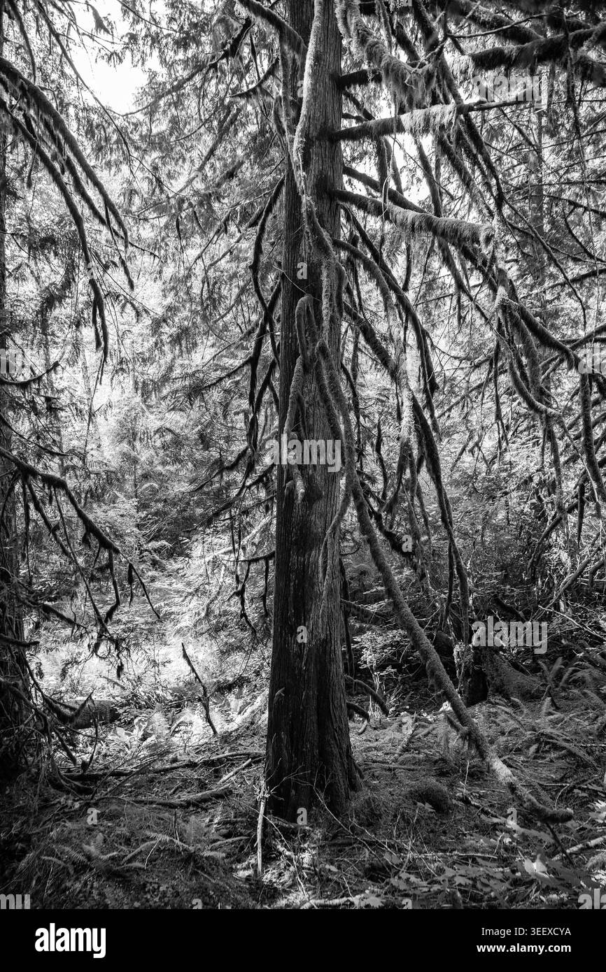 Baumzweig mit Moos im Hoh-Regenwald. Hoh Regenwald. Moosbedeckte Baumzweige im Hoh Rain Forest. Wilder Regenwald Stockfoto