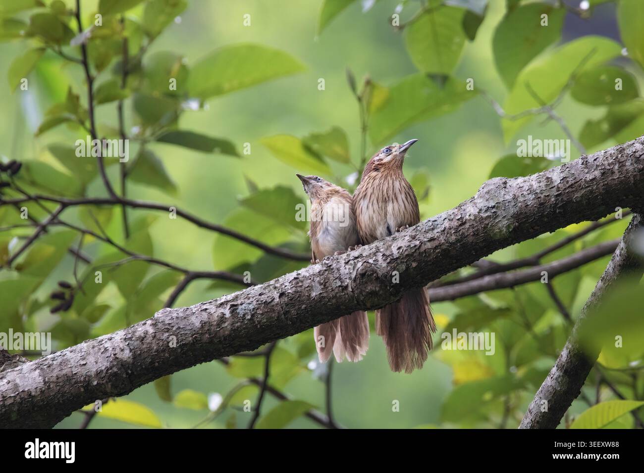 Spiny Babbler ist ein endemischer Vogel in Nepal. Nur in den mittleren Hügeln Nepals gefunden. Sie lebt in dichten Sträuchern und trägt Zweige von Büschen. Stockfoto
