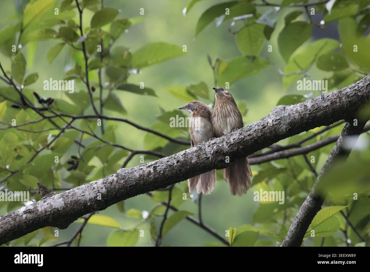 Spiny Babbler ist ein endemischer Vogel in Nepal. Nur in den mittleren Hügeln Nepals gefunden. Sie lebt in dichten Sträuchern und trägt Zweige von Büschen. Stockfoto