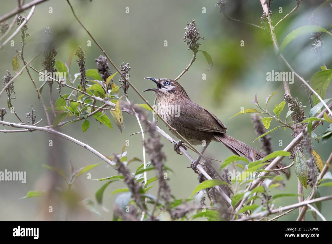 Spiny Babbler ist ein endemischer Vogel in Nepal. Nur in den mittleren Hügeln Nepals gefunden. Sie lebt in dichten Sträuchern und trägt Zweige von Büschen. Stockfoto