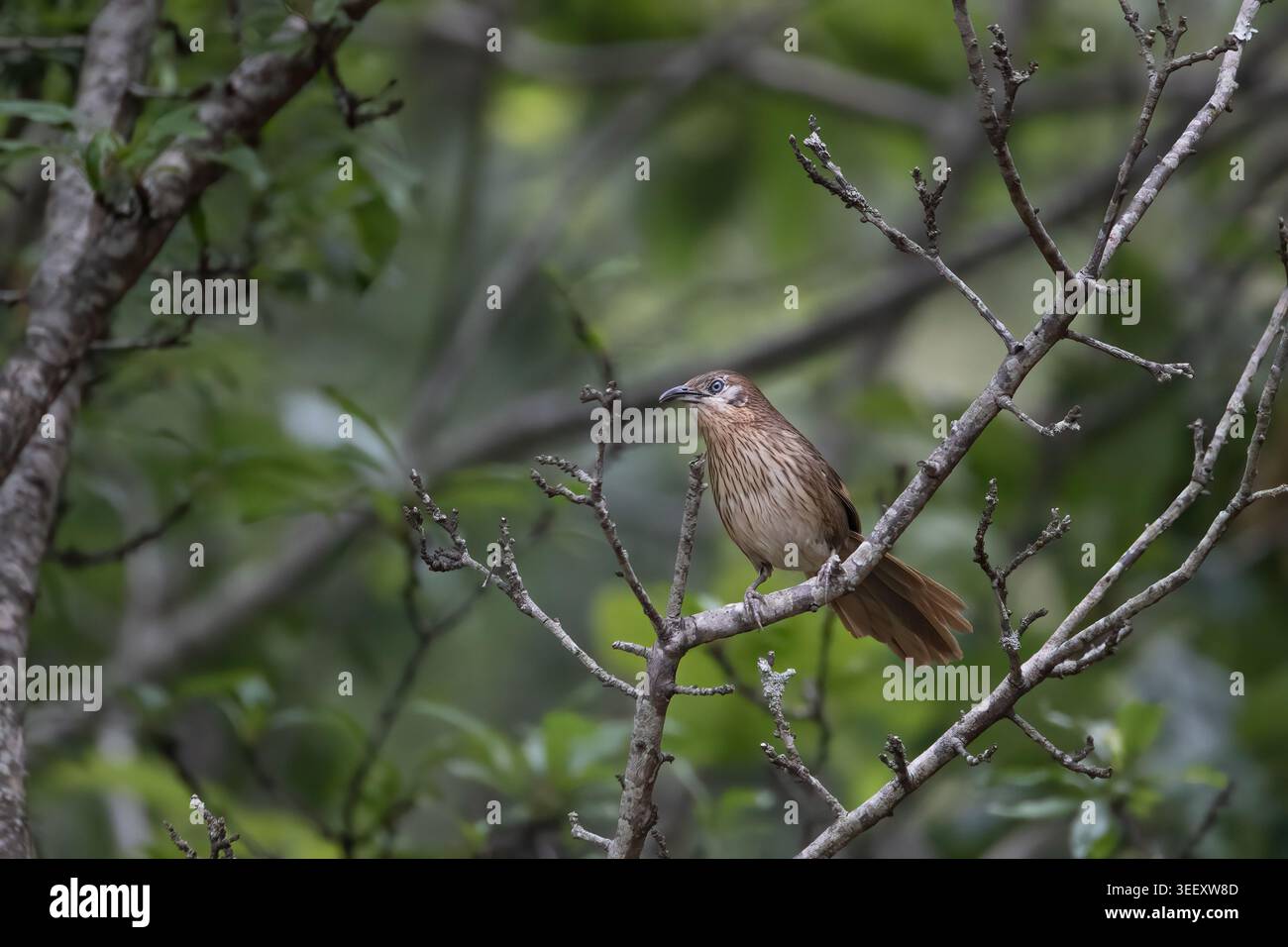 Spiny Babbler ist ein endemischer Vogel in Nepal. Nur in den mittleren Hügeln Nepals gefunden. Sie lebt in dichten Sträuchern und trägt Zweige von Büschen. Stockfoto