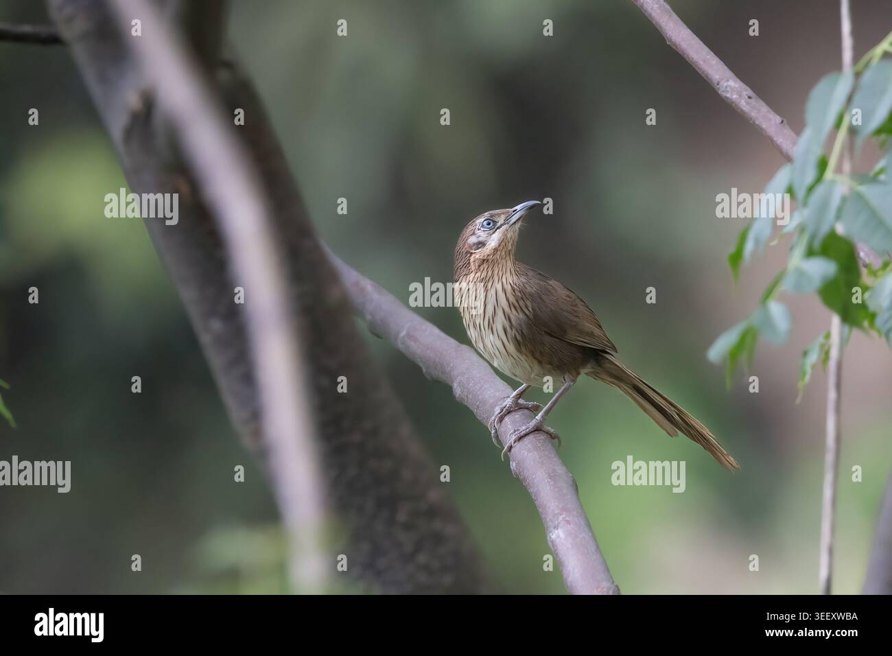 Spiny Babbler ist ein endemischer Vogel in Nepal. Nur in den mittleren Hügeln Nepals gefunden. Sie lebt in dichten Sträuchern und trägt Zweige von Büschen. Stockfoto